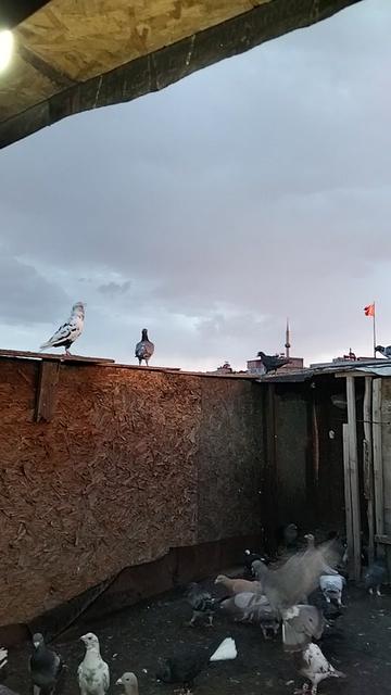 @Ertuğrul&Alparslan(Doktor)
