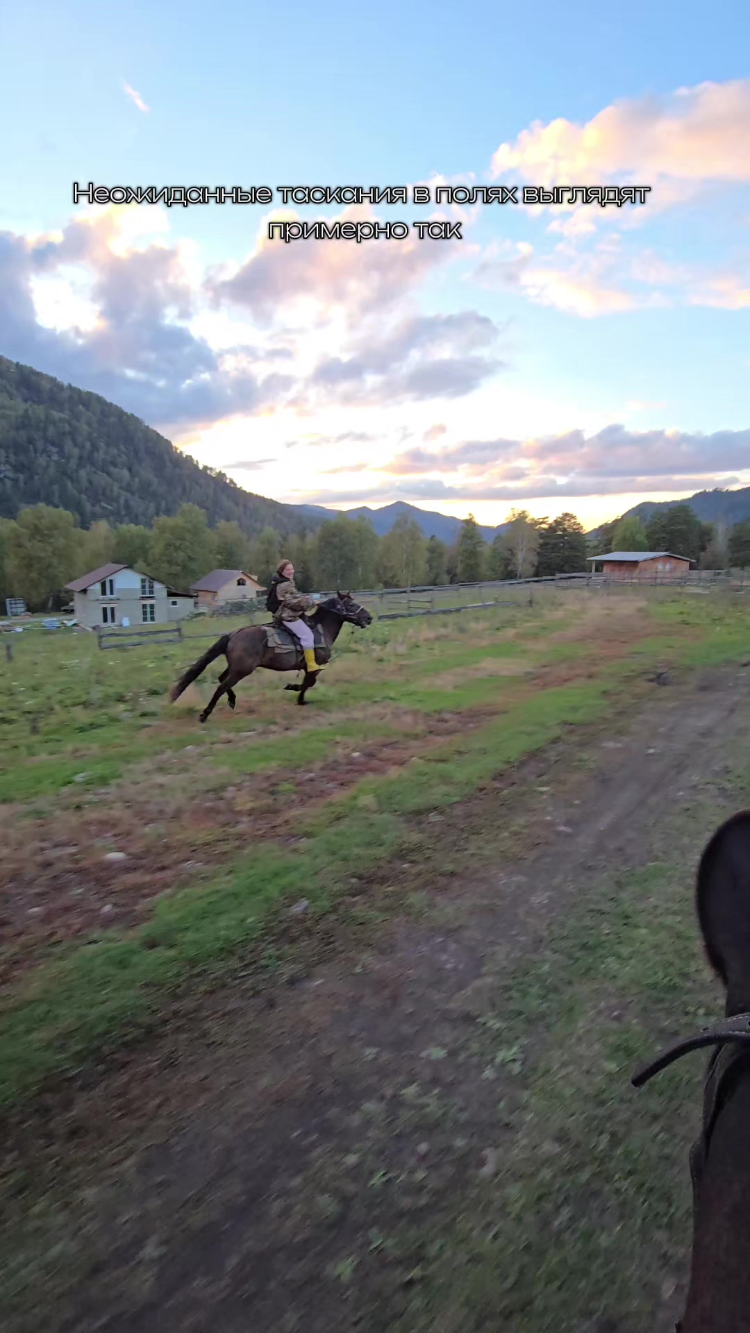@tg: altaihorses