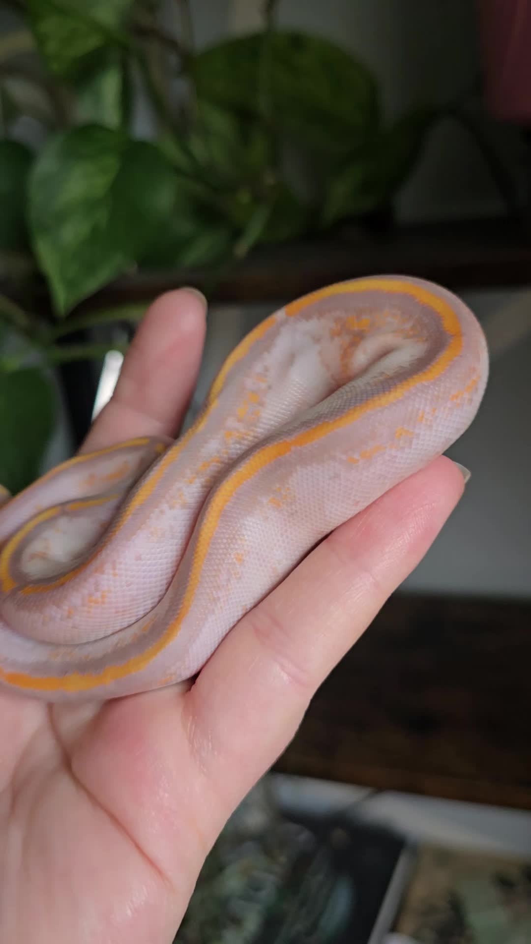 @MoonlitMorphs