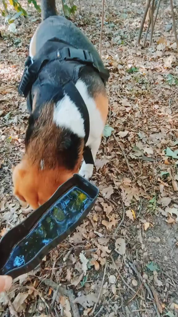 @Бигль Сэм и его семья.