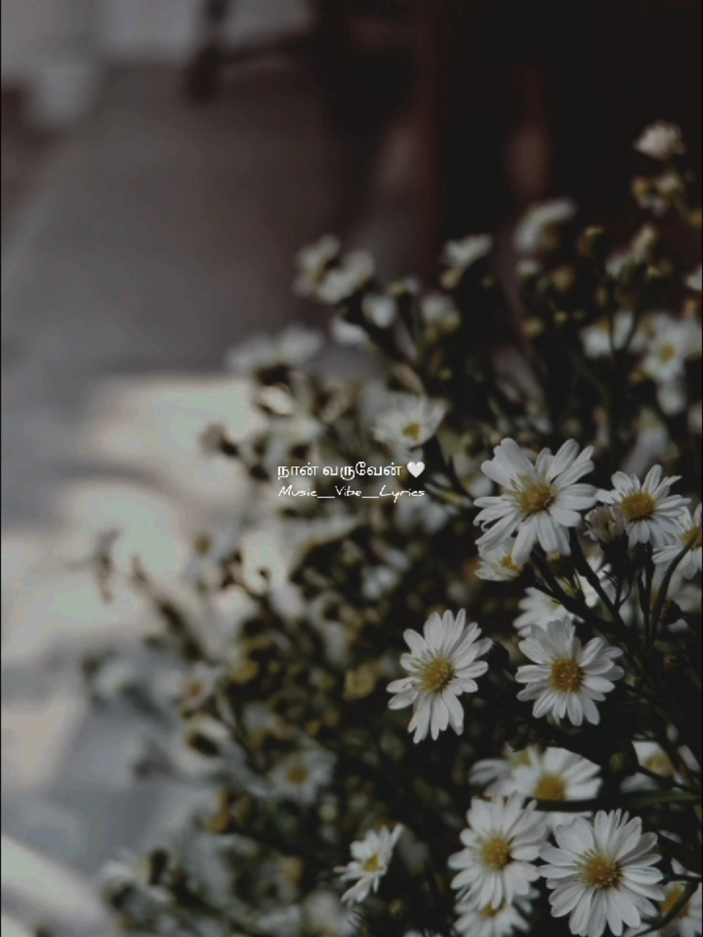 @Music_Vibes_Lyrics 🎶
