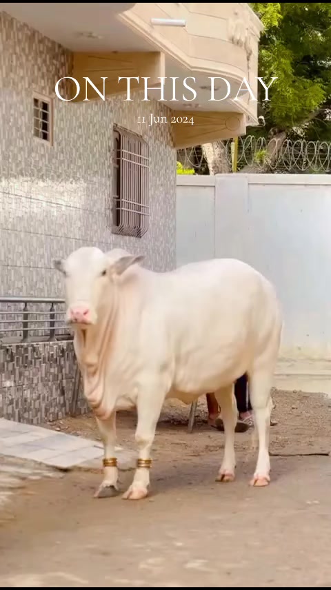 @Muhammad Abubakar