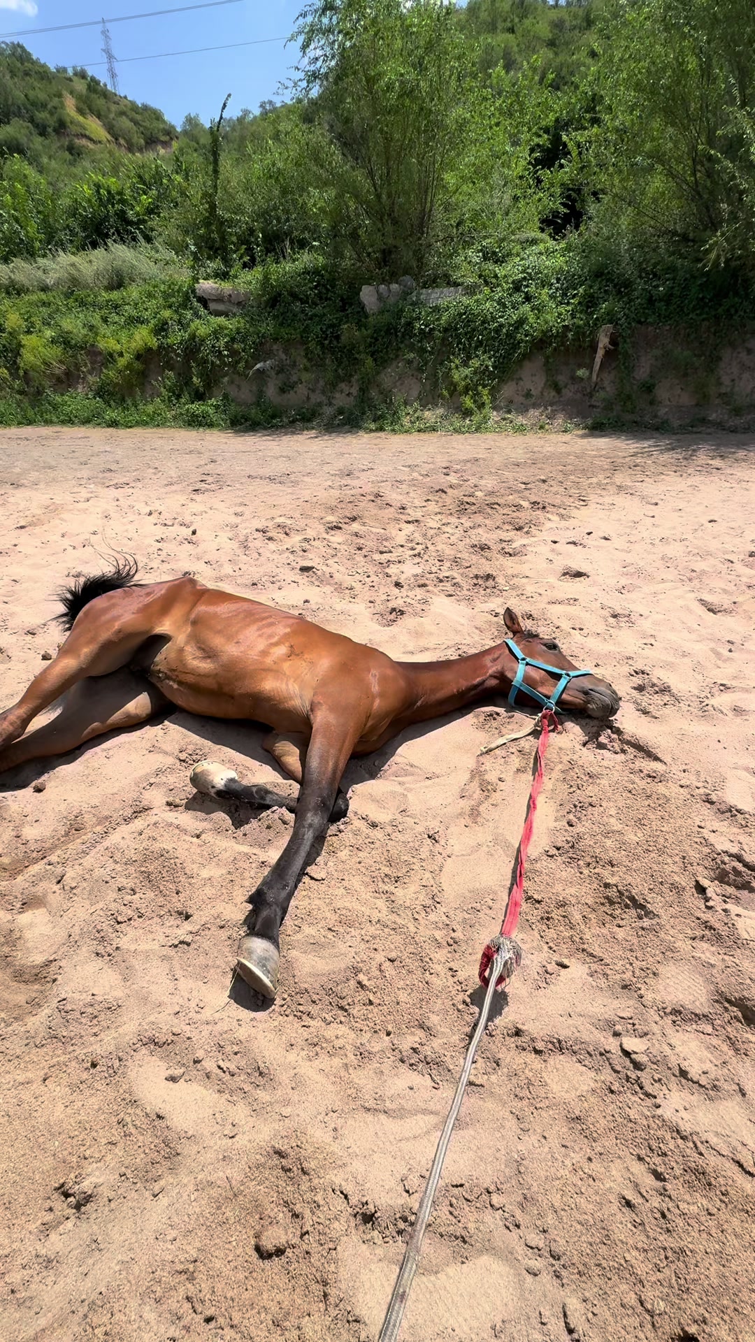 @🐎Ева🐎