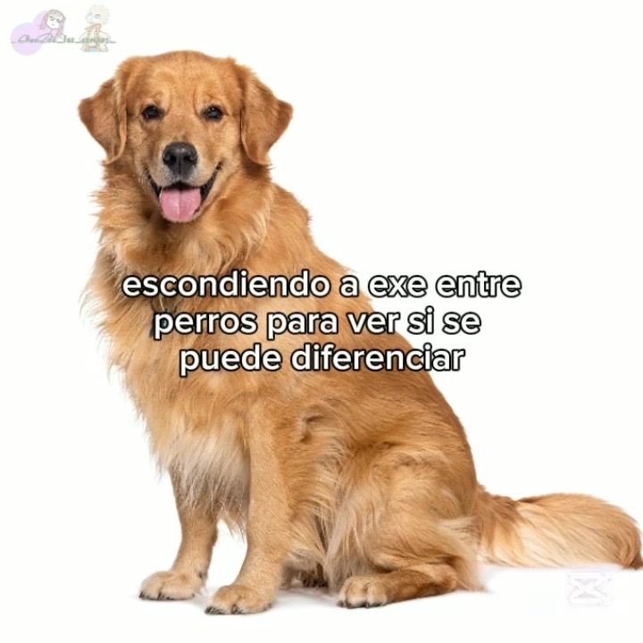 @__fan_de_los_compas_