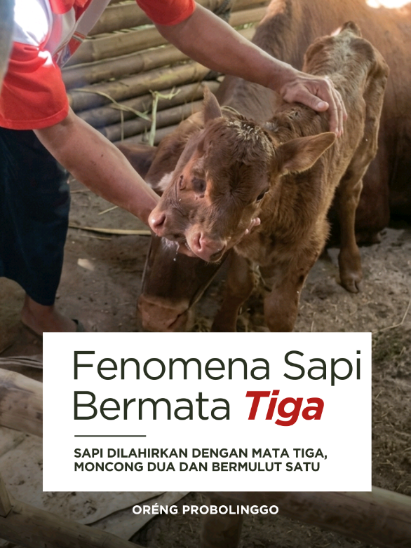 @ORENG PROBOLINGGO