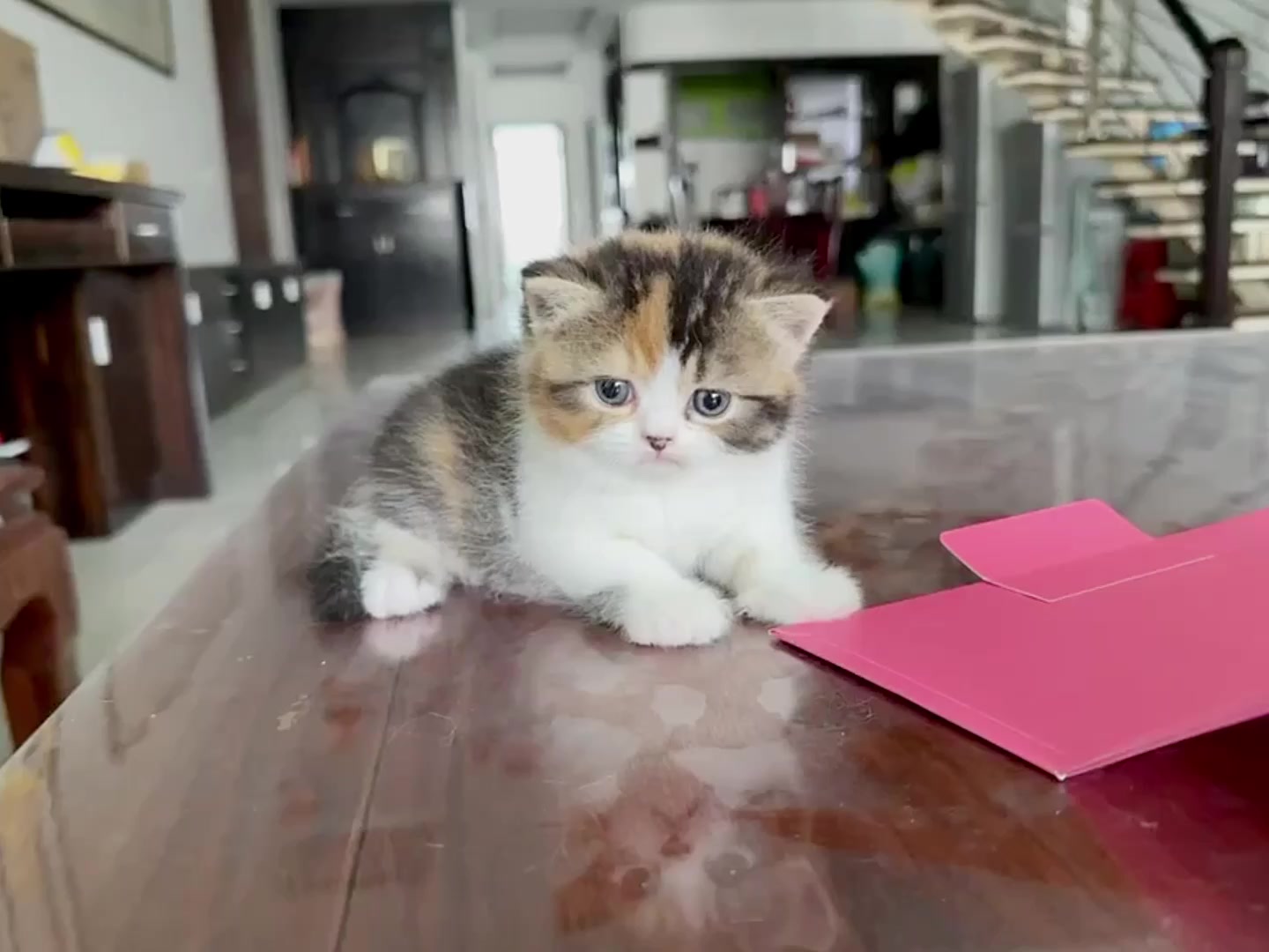 @catbosssss