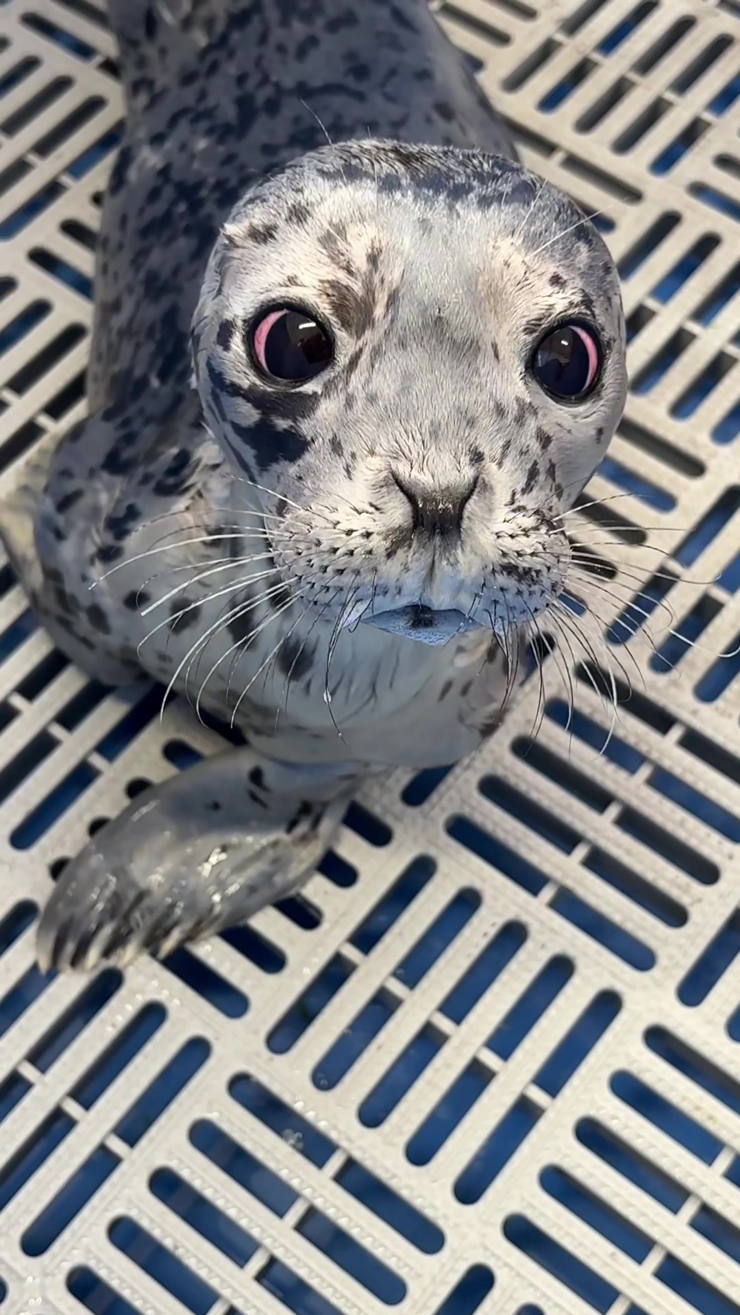 @Marine Mammal Rescue Society