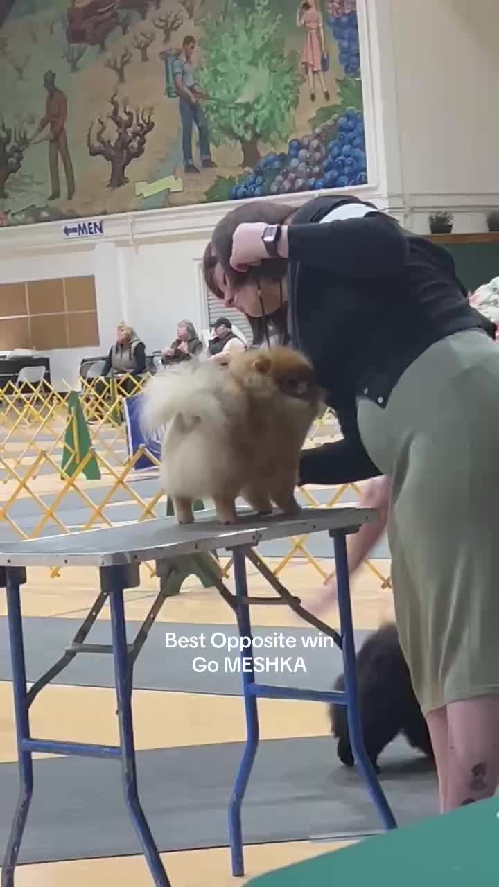 @Life of MESHKA the Pomeranian