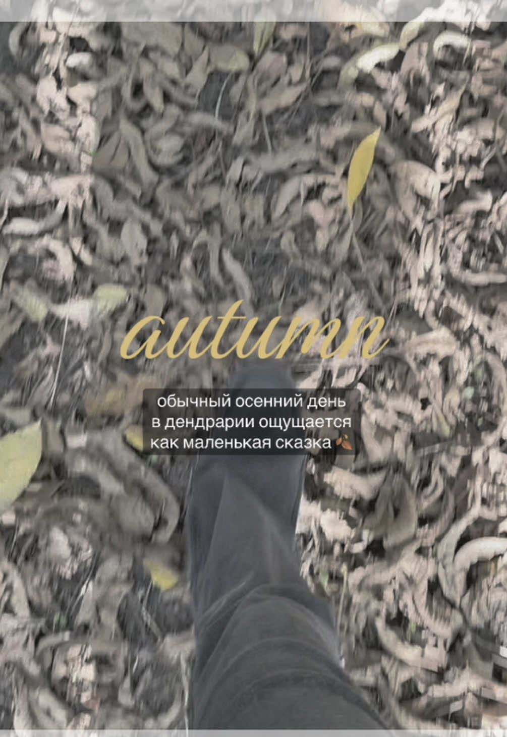 @Шаю
