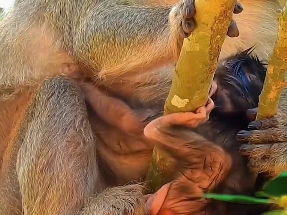 @Asian Macaques