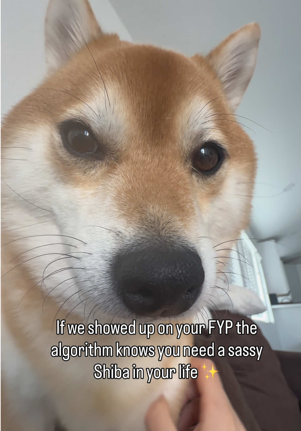 @Flock of Shibas 🐕🐕🐕