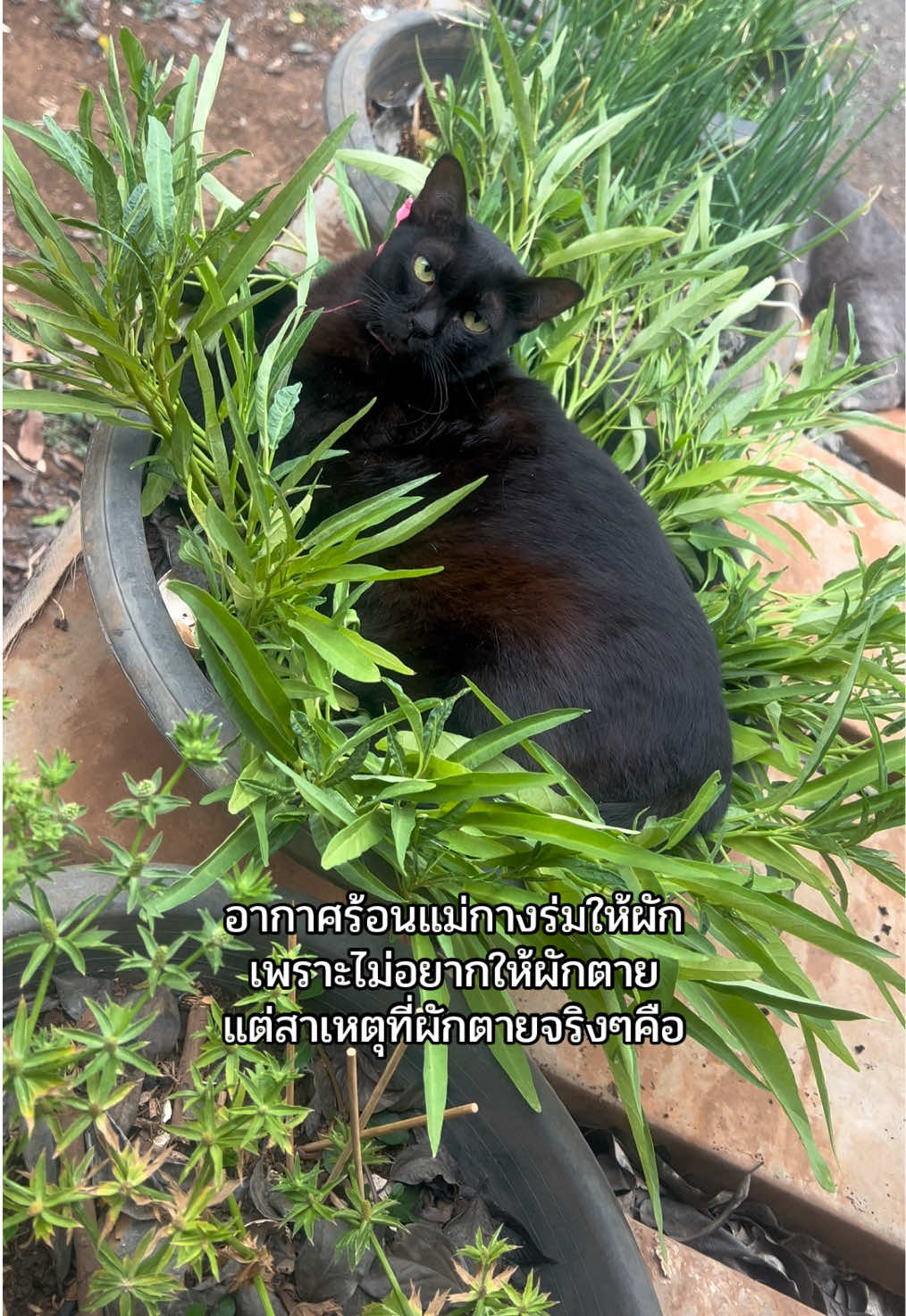 @ชื่อน้องจ้อนค่ะ