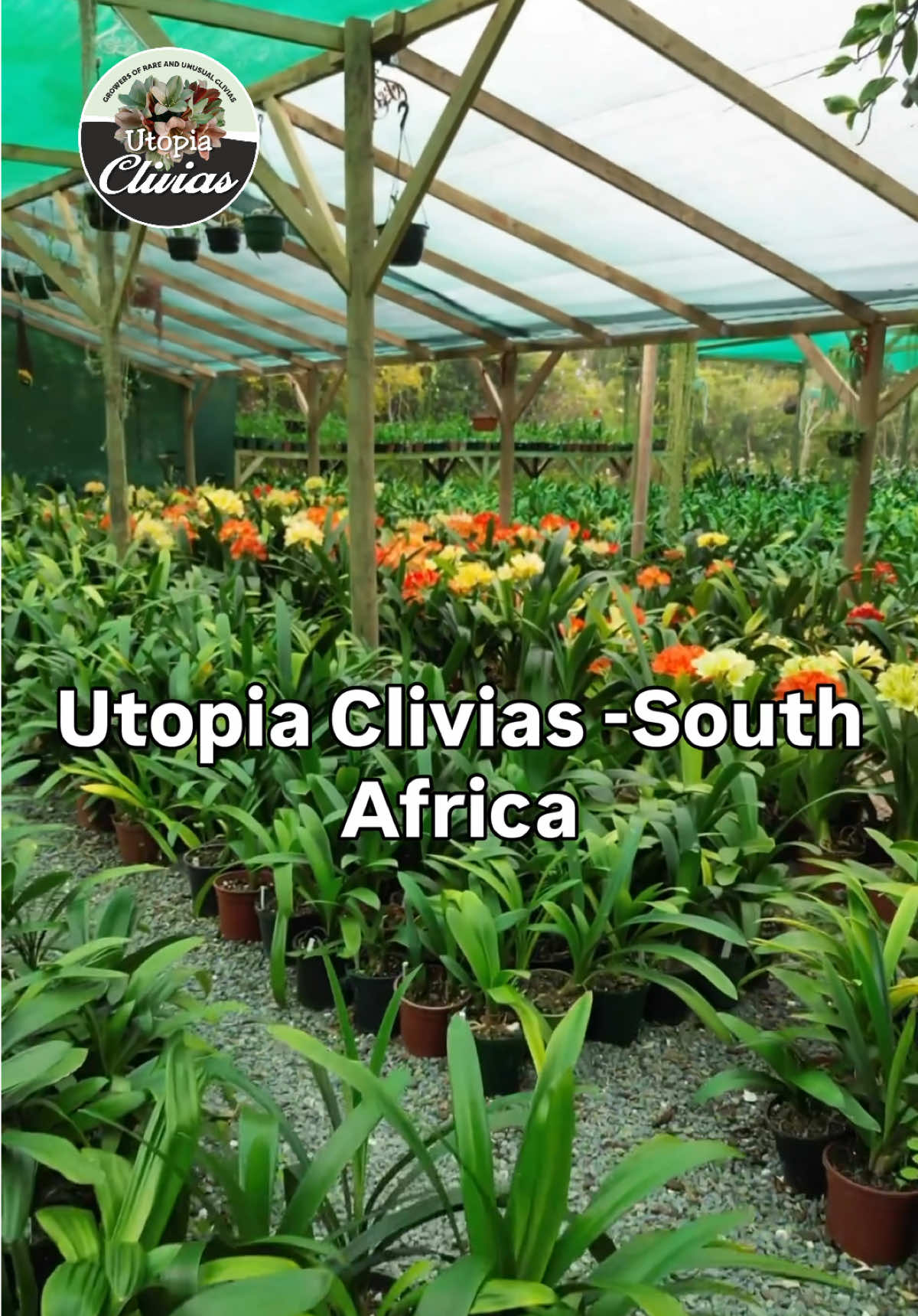 @utopiaclivias