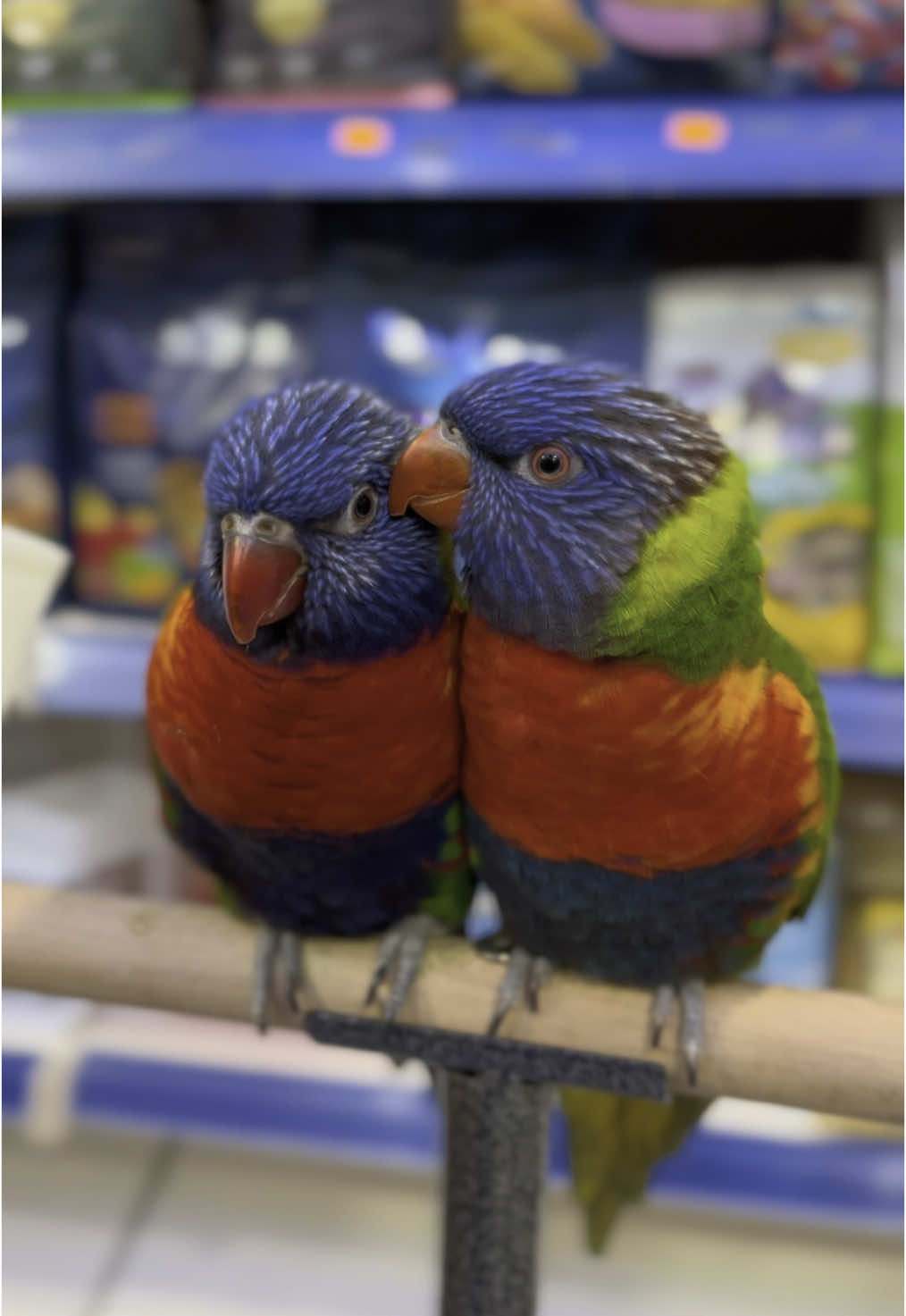 @KANMAZ PETSHOP