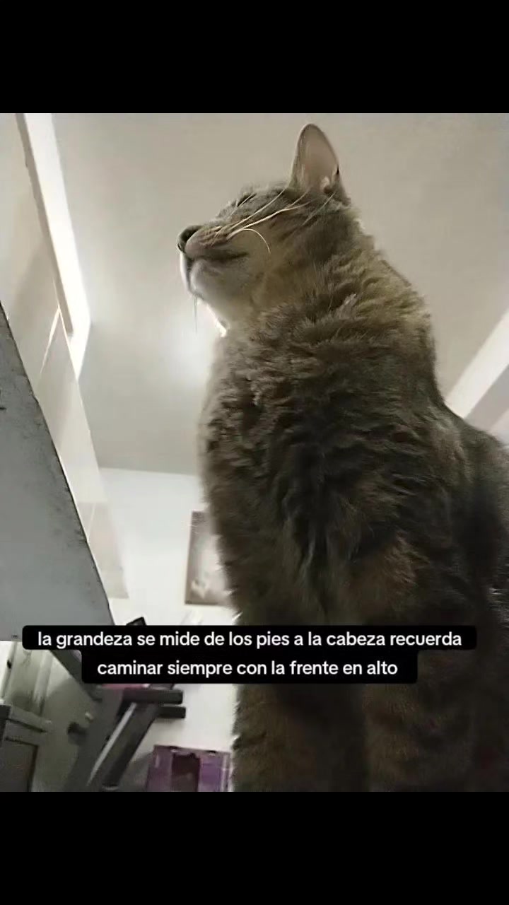 @petuchis
