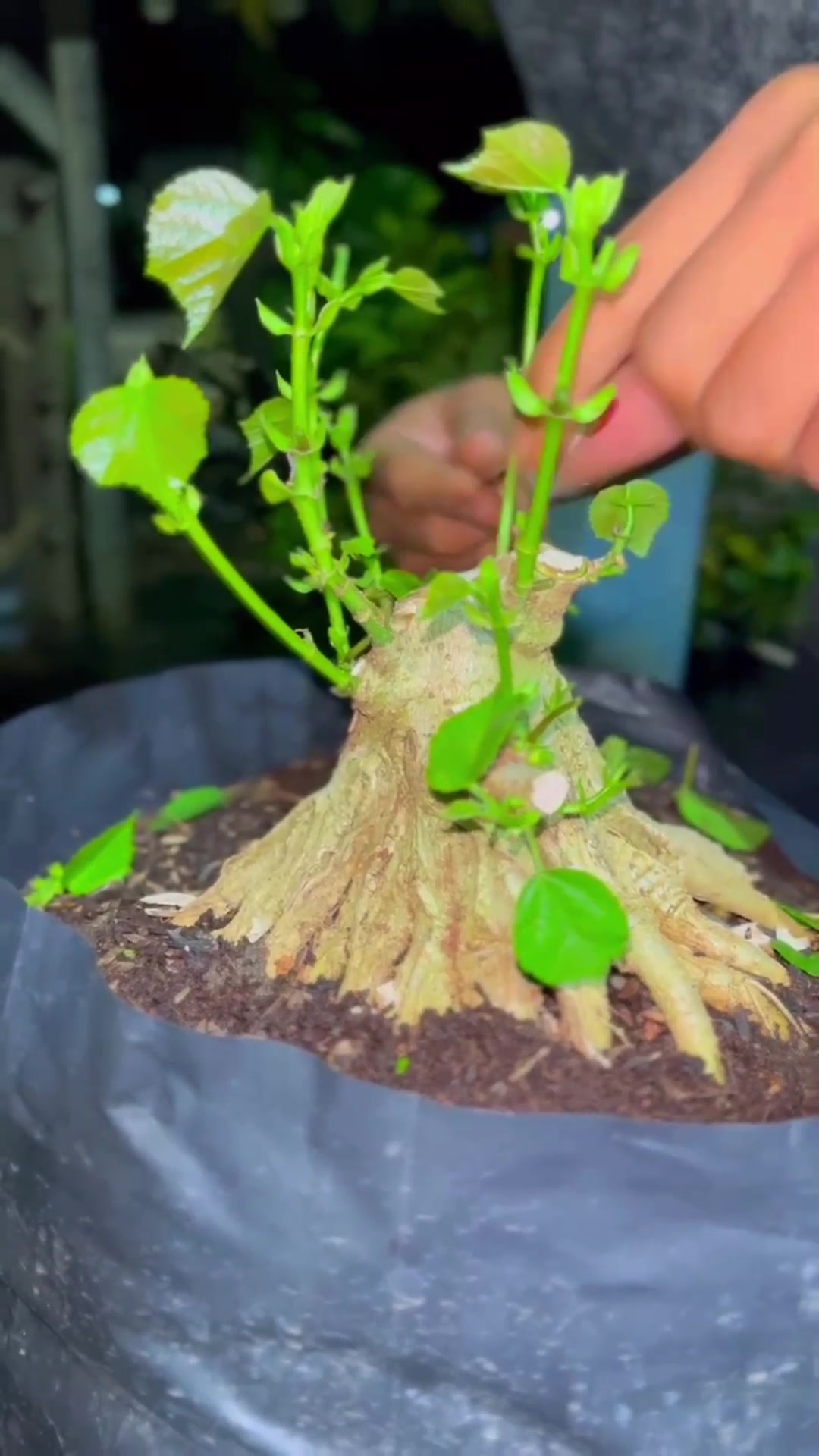 @RA'BONSAI