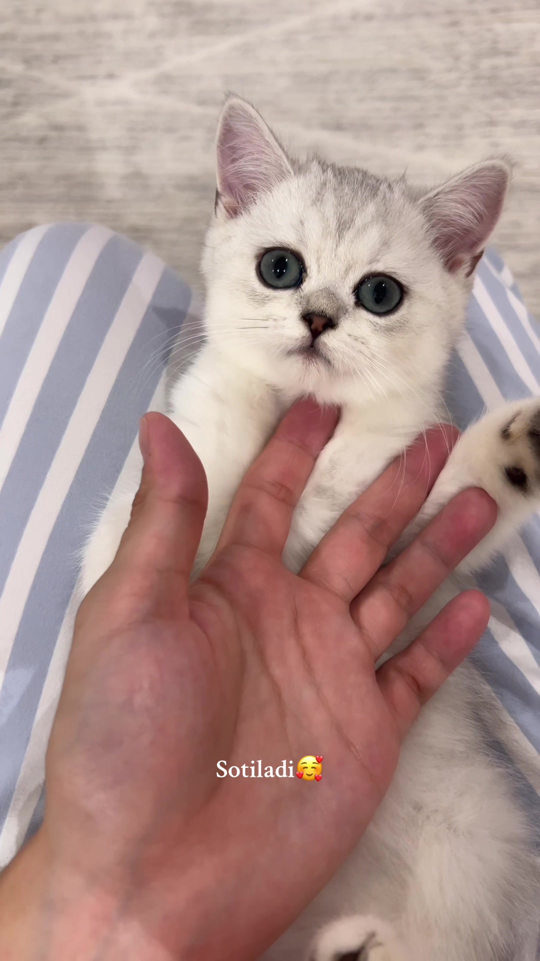 @kittens_uz