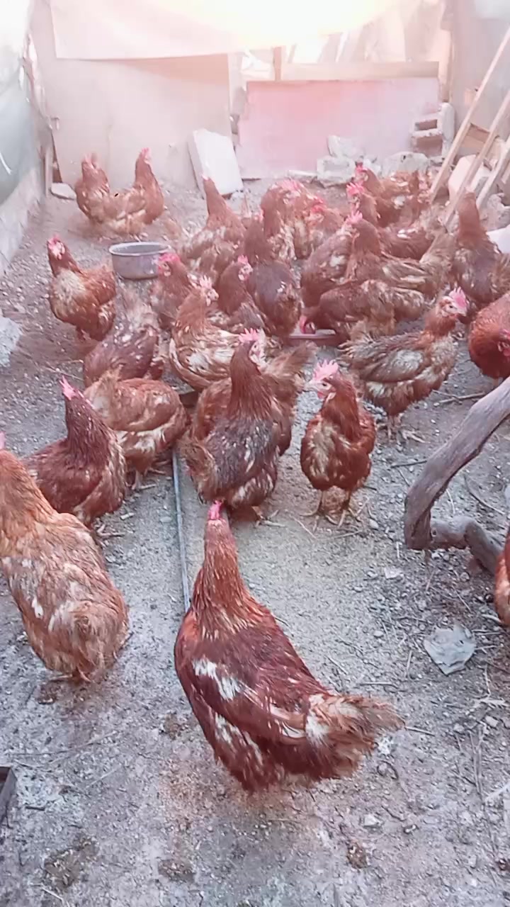 @nefretimsin dünya