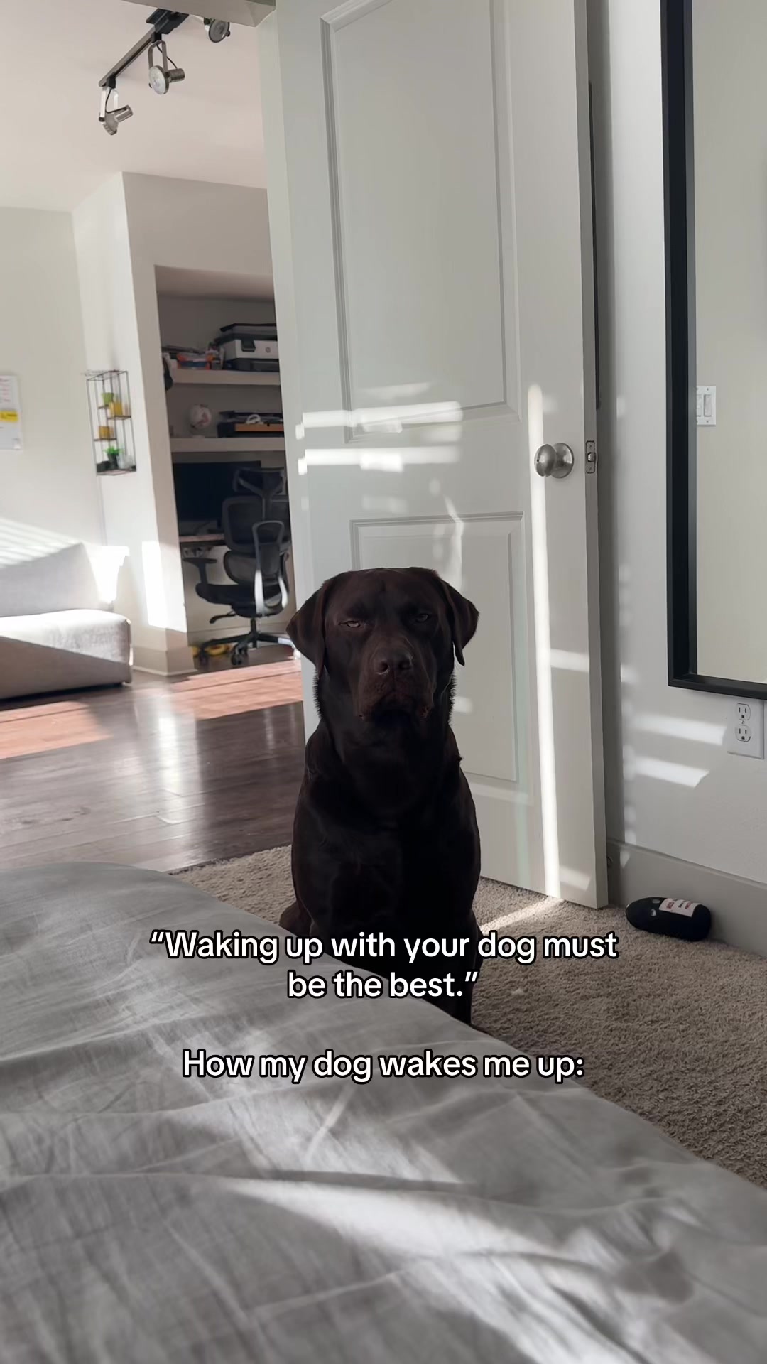 @Bruno Chocolate Lab