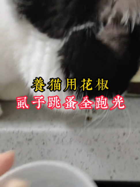 @catology