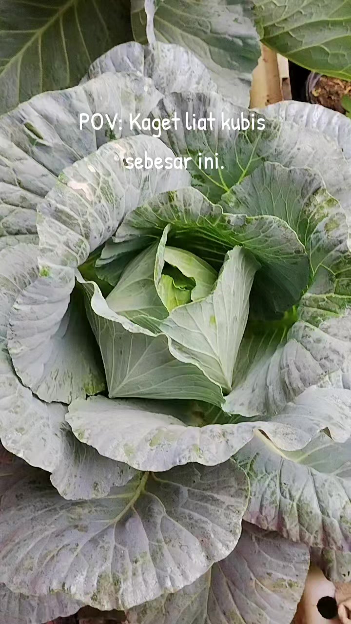 @Rastridd