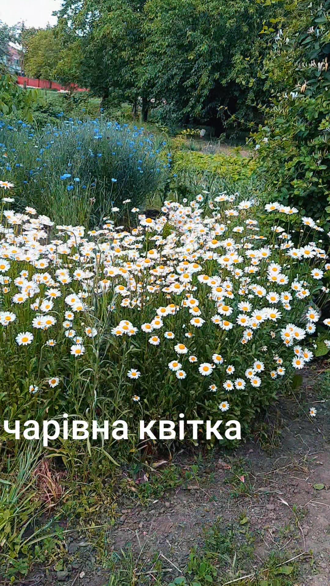 @Божена