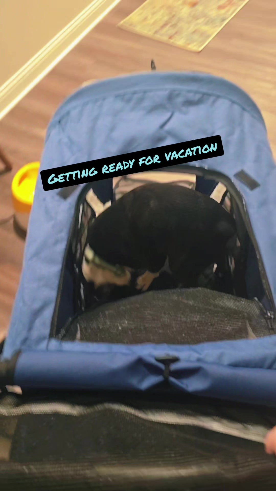 @Sir Leo the Terrier