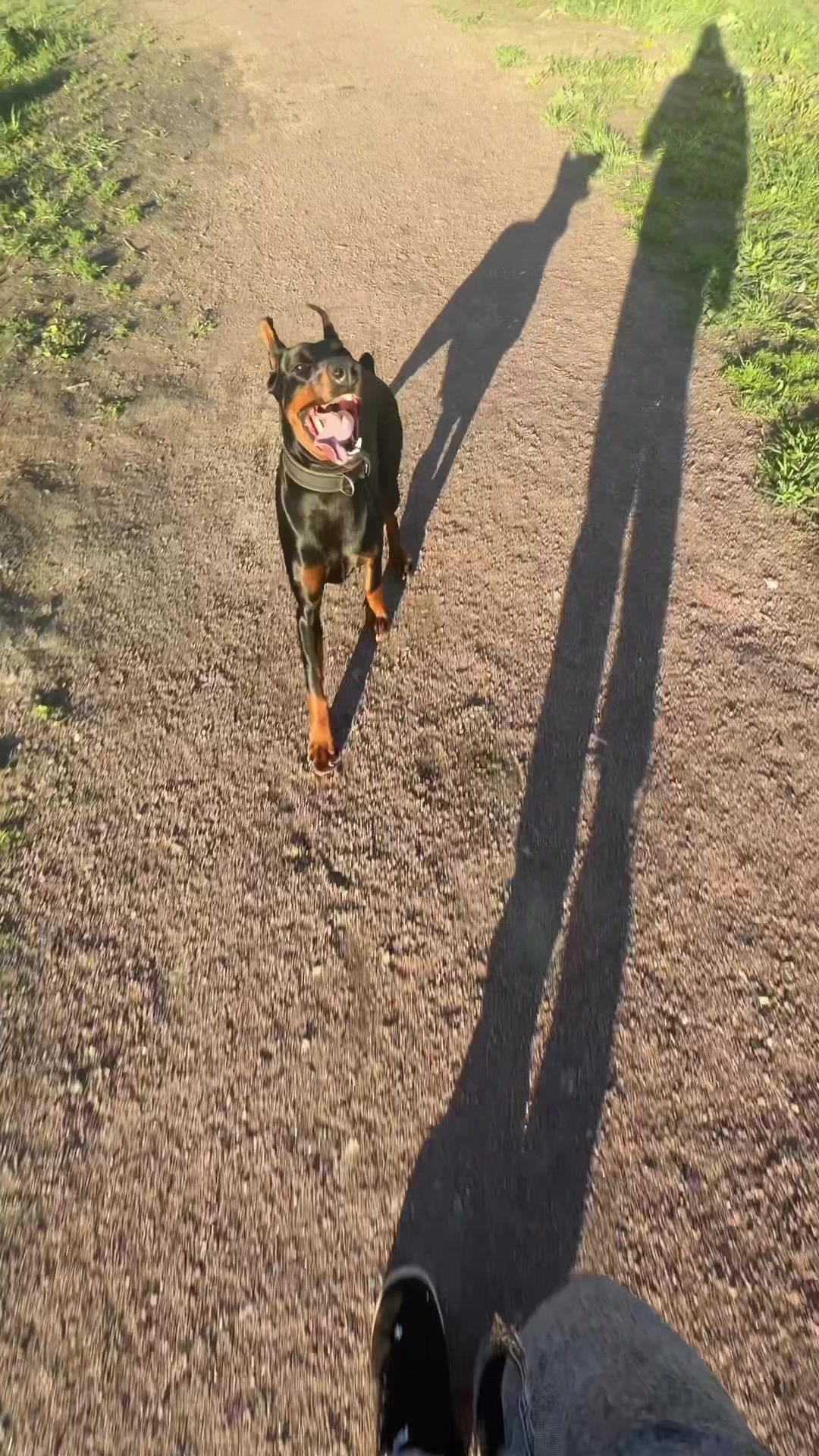 @Djudi_Doberman