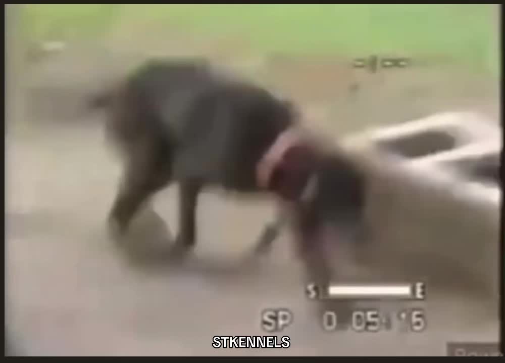@sabertoothkennels