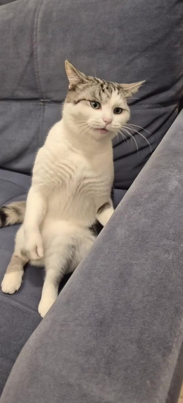 @Я кошка Зинаида