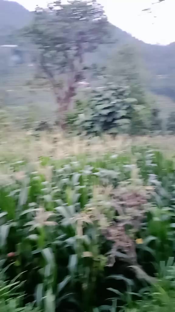 @kamalaghimire45❤️