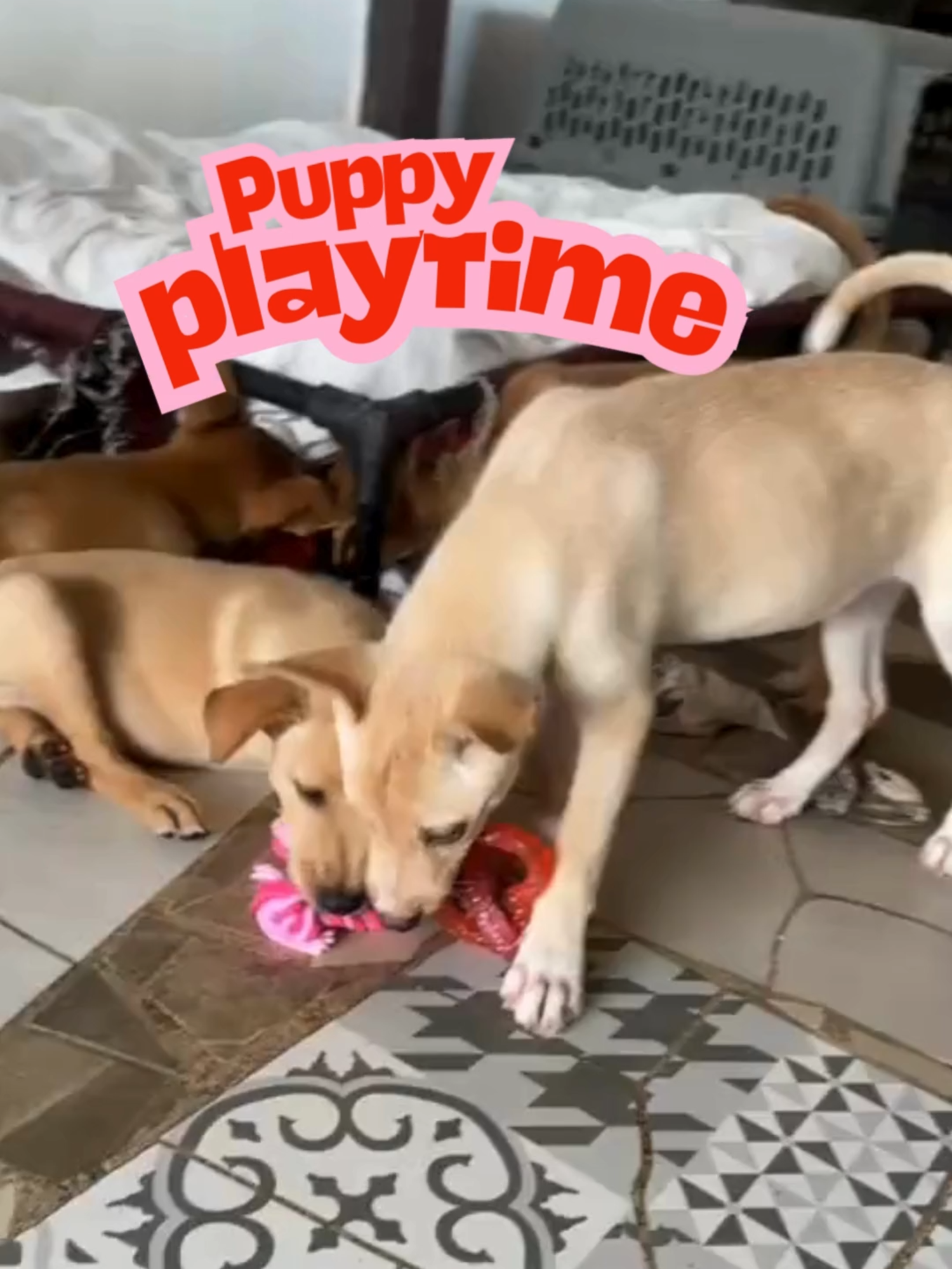 @A Dogs New Life