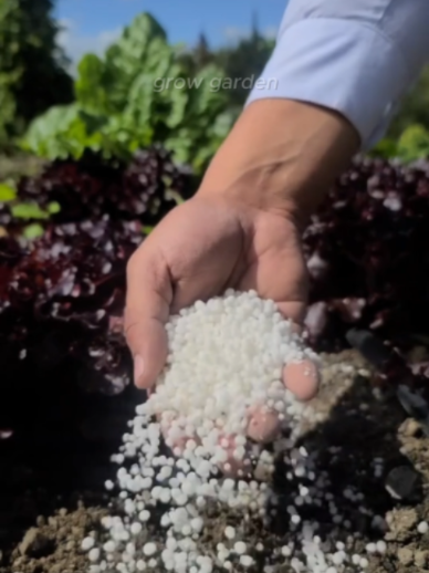 @Grow Garden | Plantas