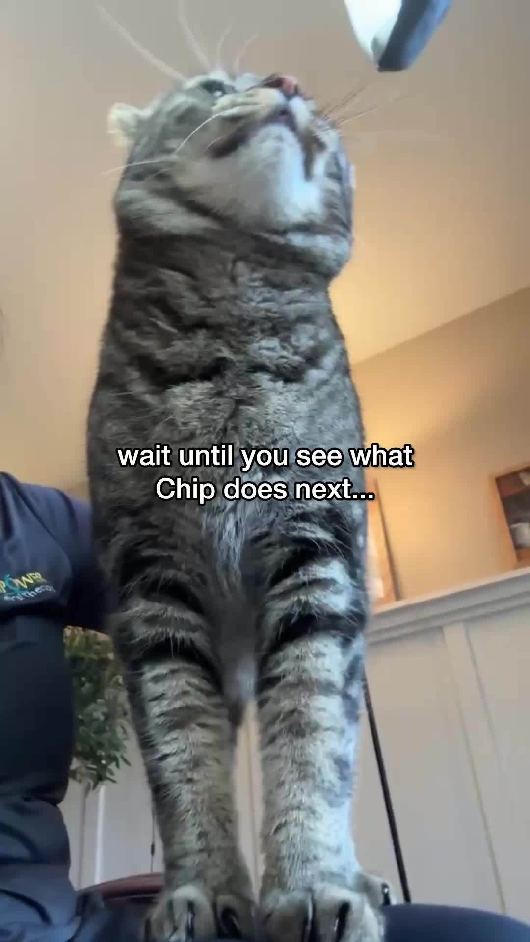 @Chip The Manx