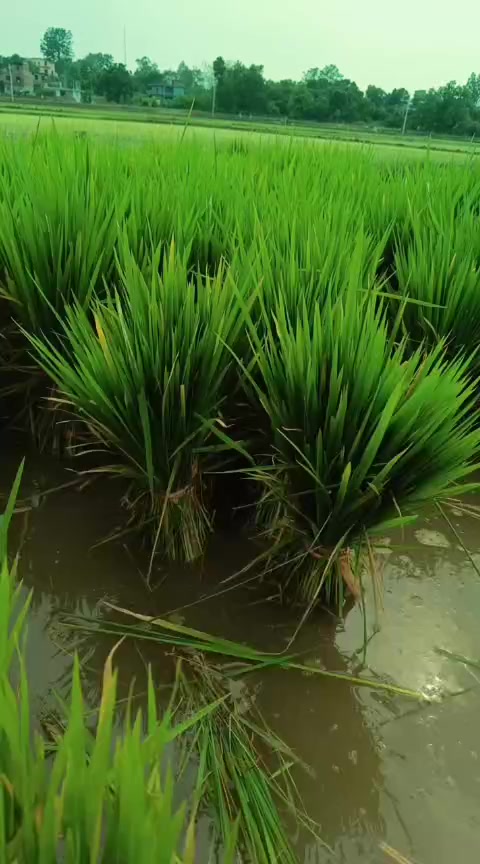 @garimacdy42