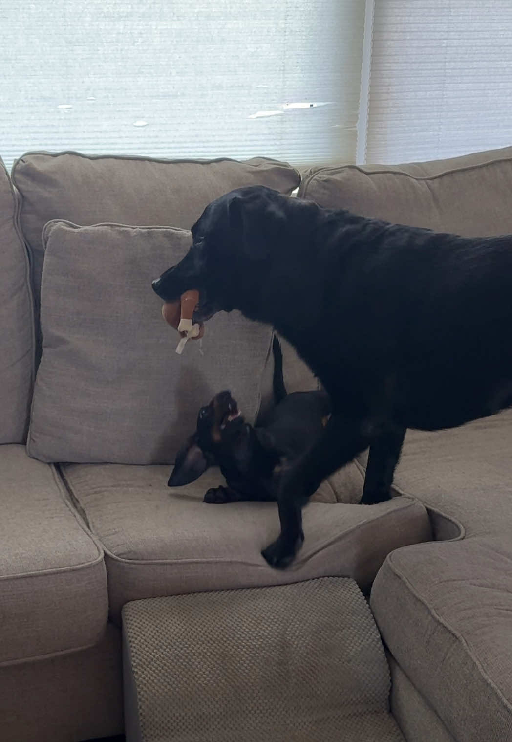 @olive the mini dachshund