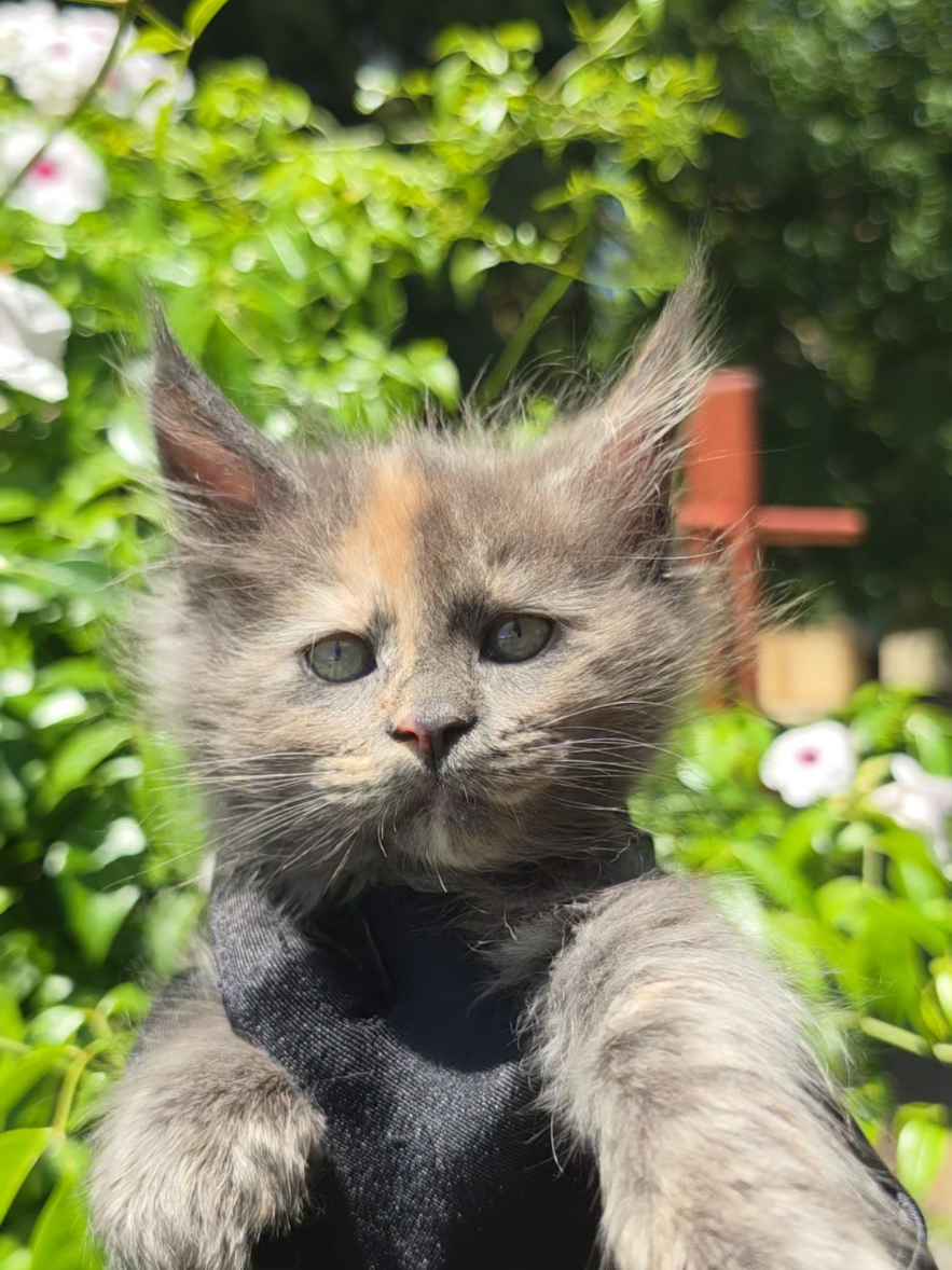 @Peaky Claws Cattery