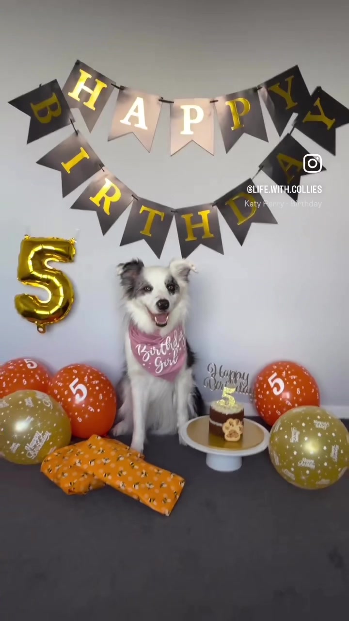 @life.with.collies