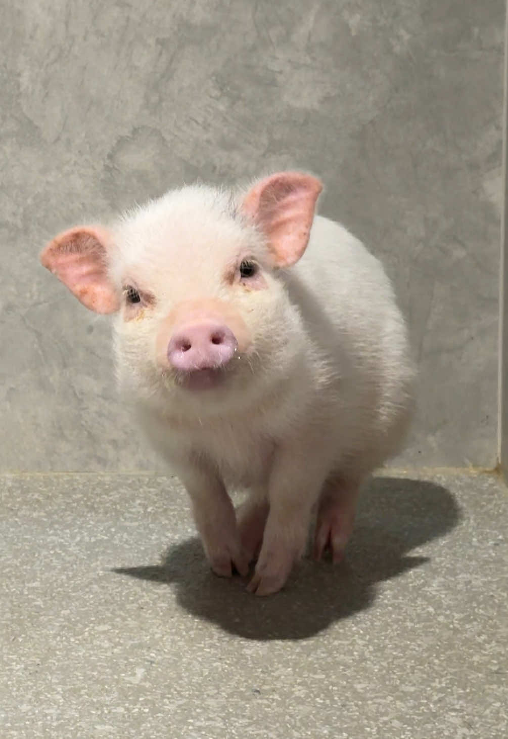 @pignic