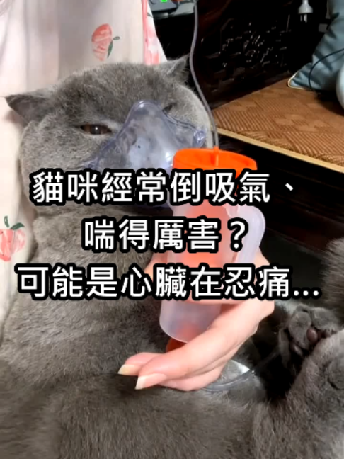 @catology
