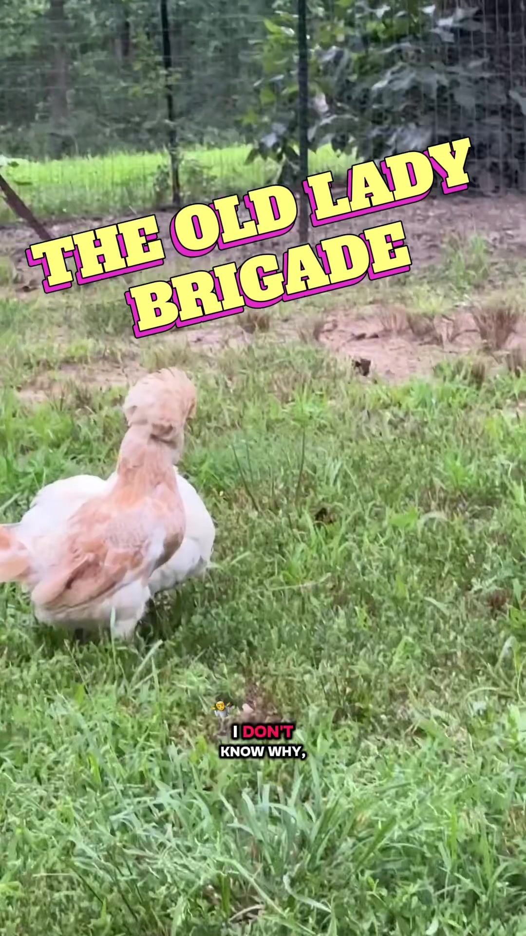 @Rhinestone Ridge Farms