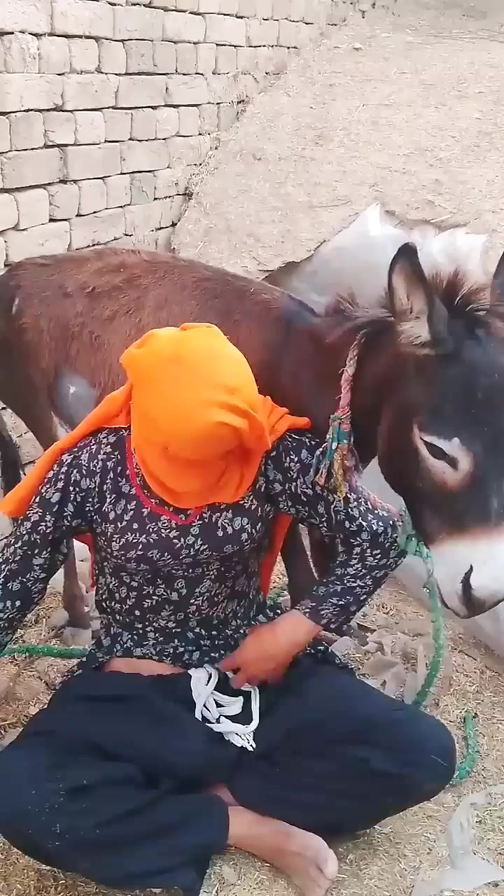 @animals053
