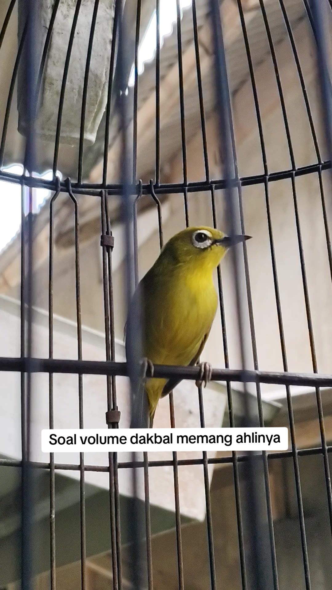 @NDX BIRD FARM