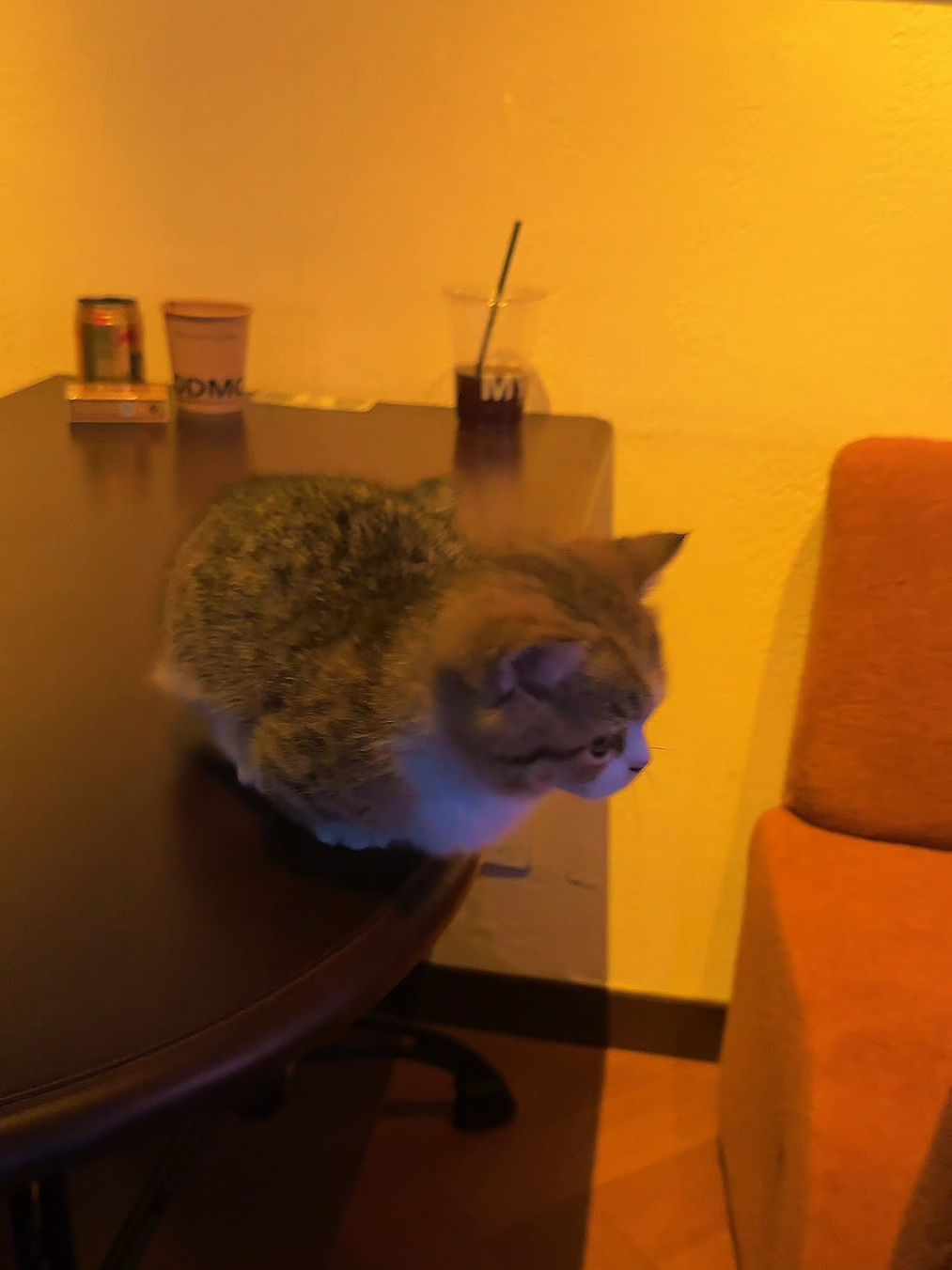 @Pets.VN
