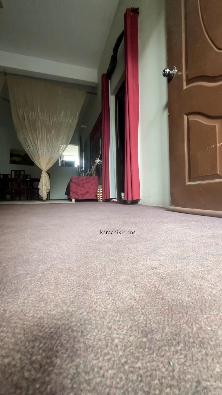 @karachikittens