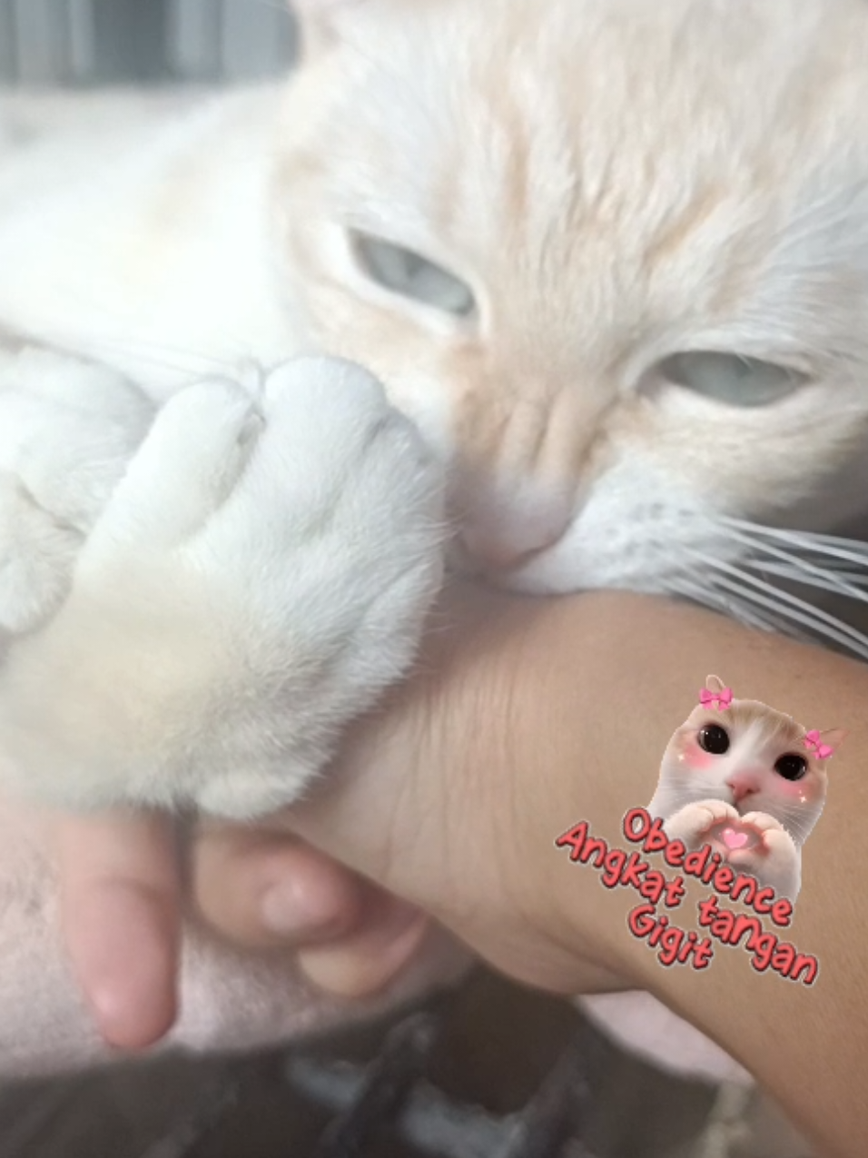@sapijoko