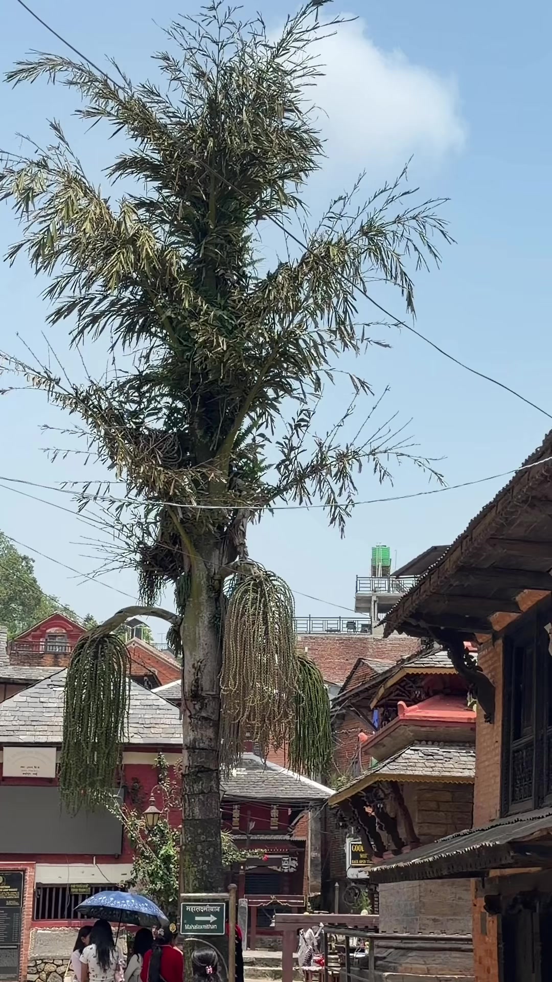 @Tulsiram Paudel