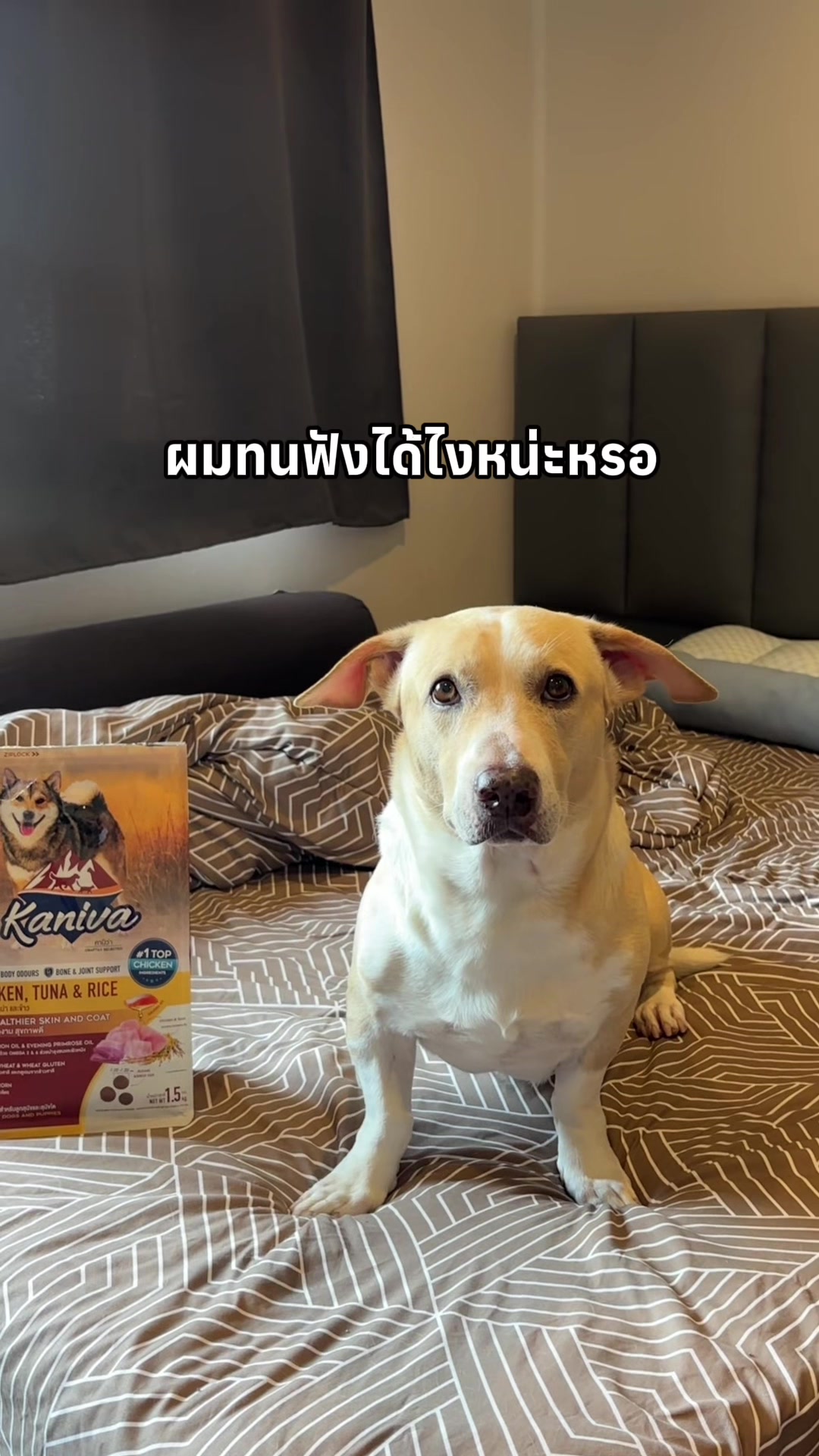 @สามชั้นหมาโหลดต่ำ