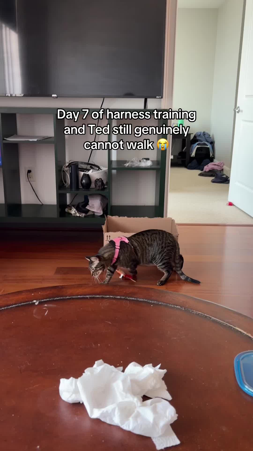 @Quinn The Calico