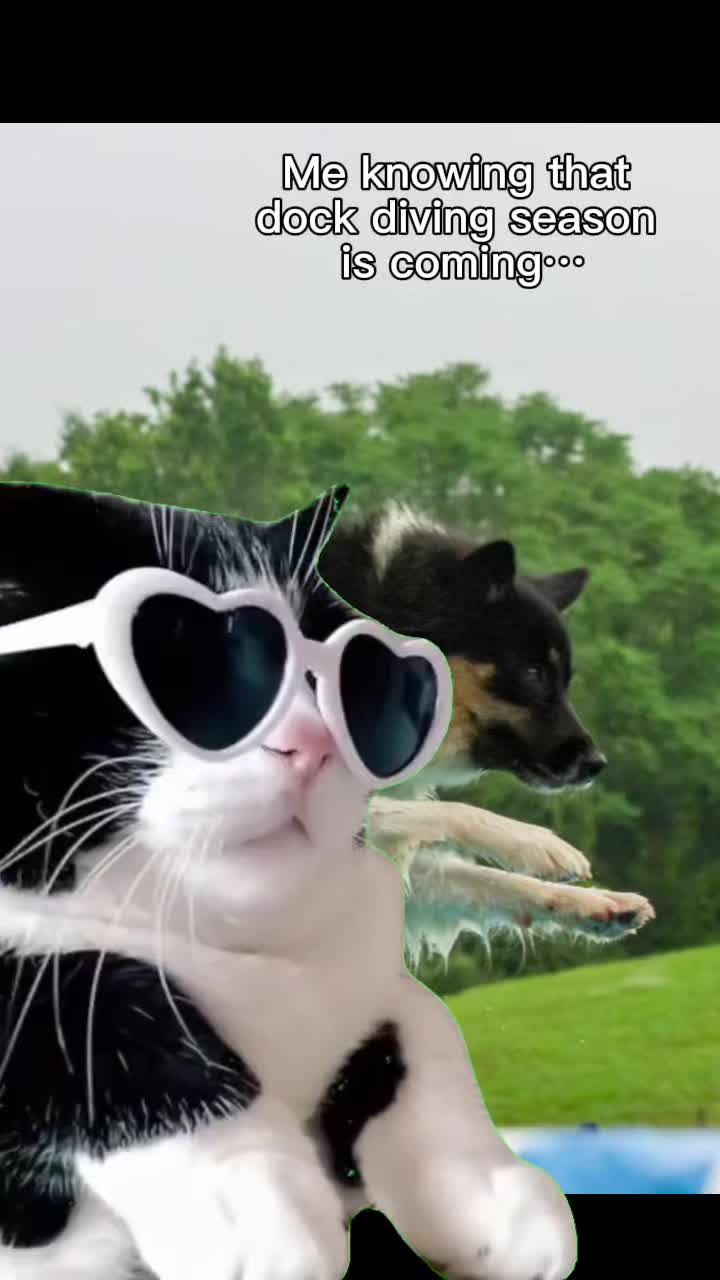 @Sit Paws Go